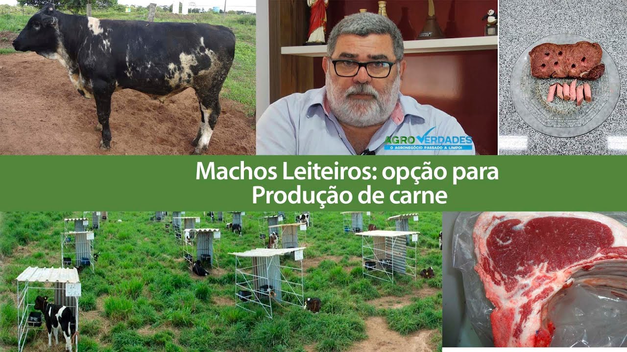 Machos leiteiros: opção para produção de carne