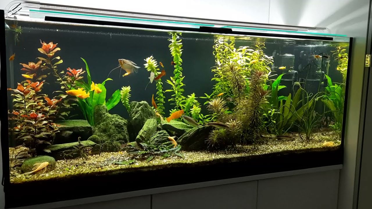 Łatwe rośliny do akwarium. Bez nawożenia, bez CO2. Tylko woda z kranu i ziemia ogrodowa.