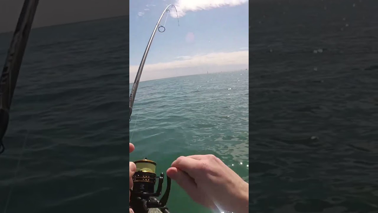 king George whiting off st Leonards