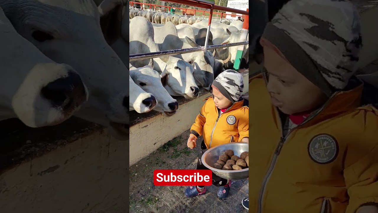 cute baby at gaushala with cows #gaushala #cows #animals