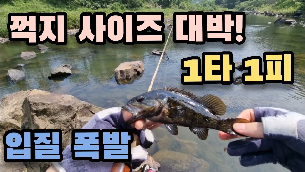 꺽지 낚시 입질 폭발! 수십 마리가 그냥 쉽게 잡혀요