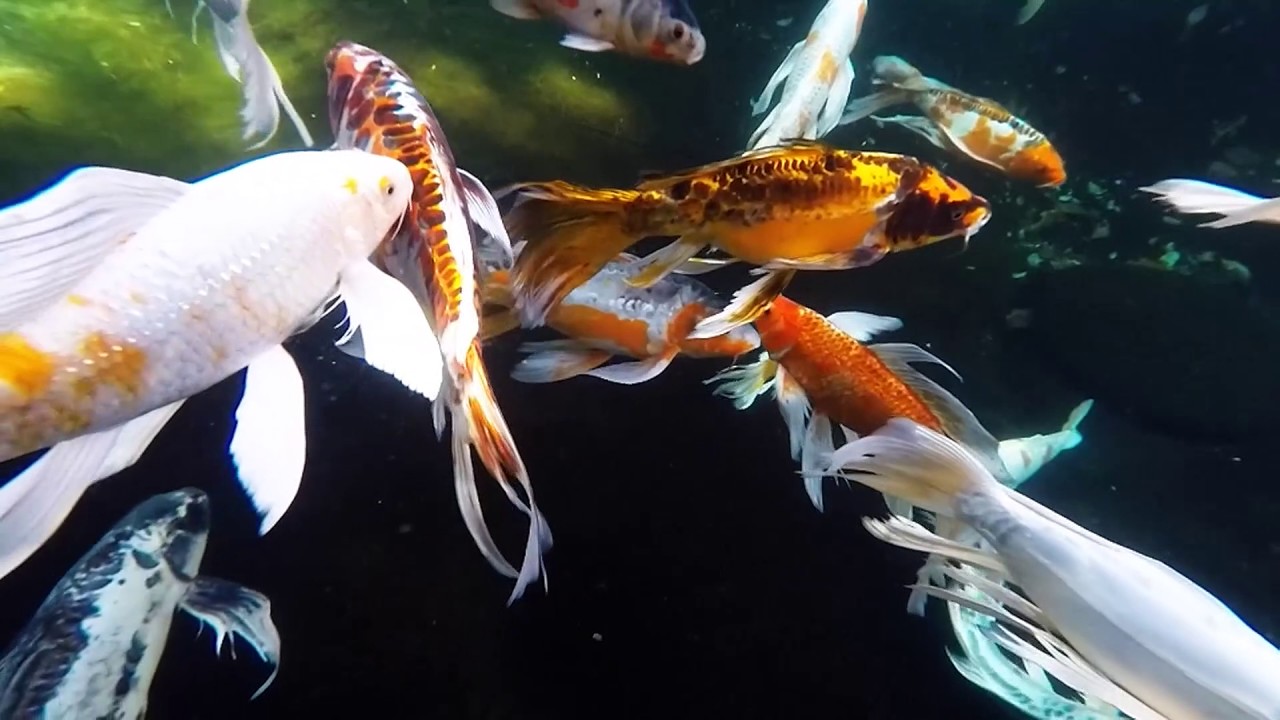 Beautiful Blue Ridge Butterfly Koi, Set To Meditation Music