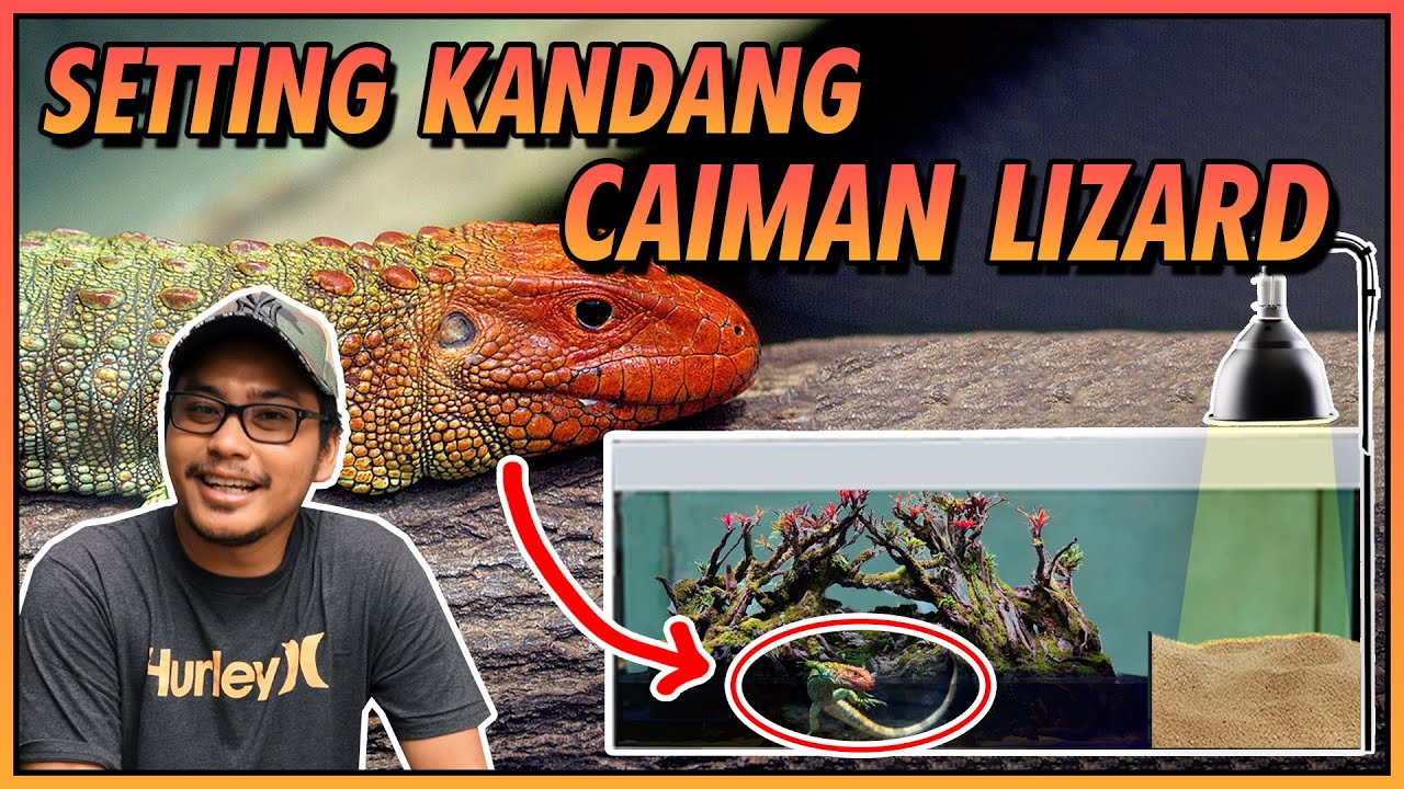 SETUP KANDANG CAIMAN LIZARD SI KADAL AIR ! BIKIN PALUDARIUM ?!