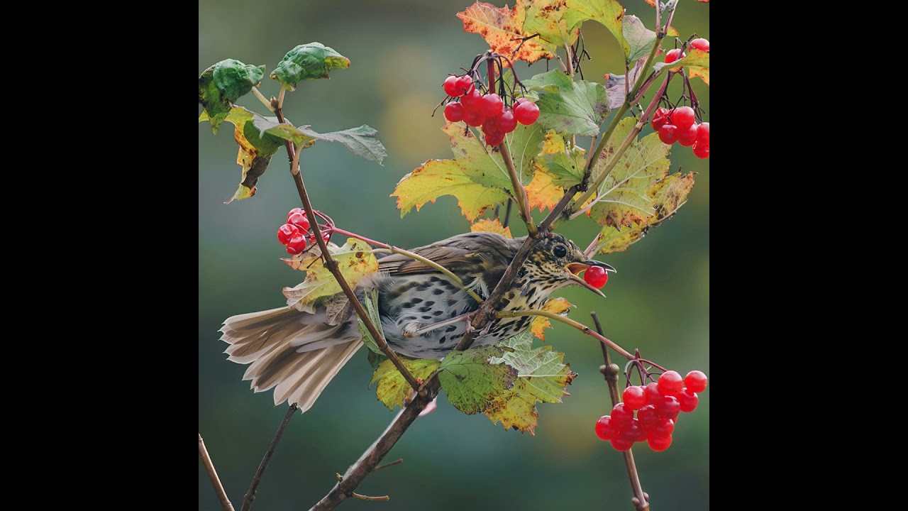 Chants des oiseaux: la grive musicienne