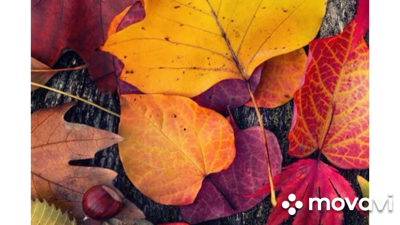 Алтын Күз әні.Текст