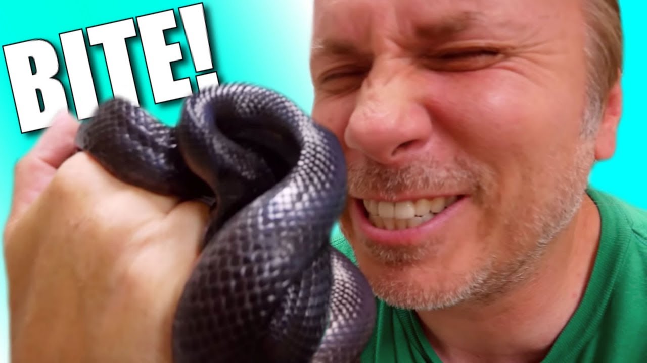 SNAKE BITE WHILE TAKING SNAKE OFF HER EGGS!! | BRIAN BARCZYK