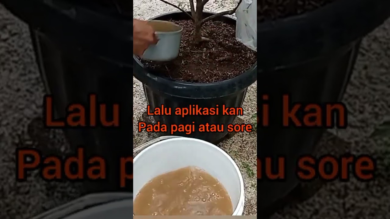 perangsang buah untuk tanaman||pelebat buah jambu air madu#shorts