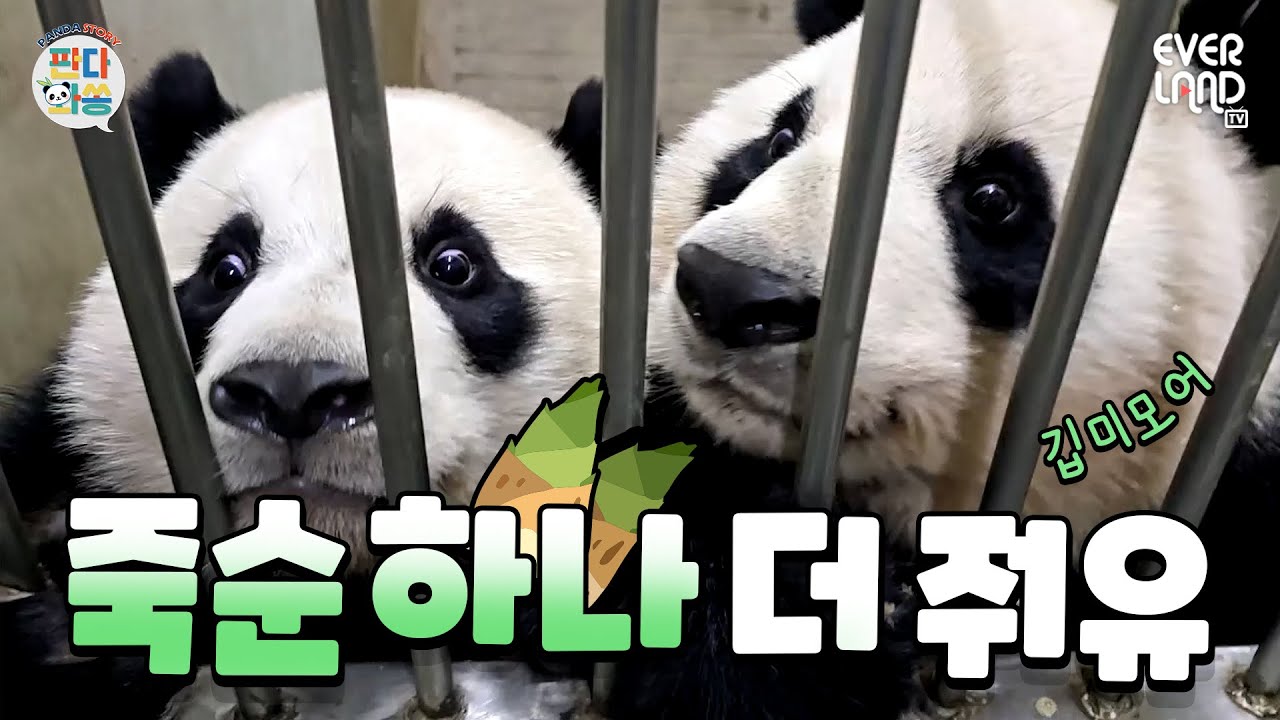 [ENG]워토우 숨긴 거 후이한테 다 들킴ㅠ｜#판다와쏭 #203