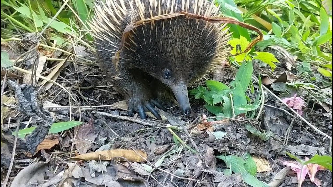 Echidna marching on | Australian animals