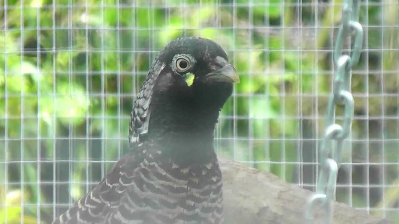 Lady Amherst Pheasant (Juvenile Male) Vocalising @ Pheasantasiam