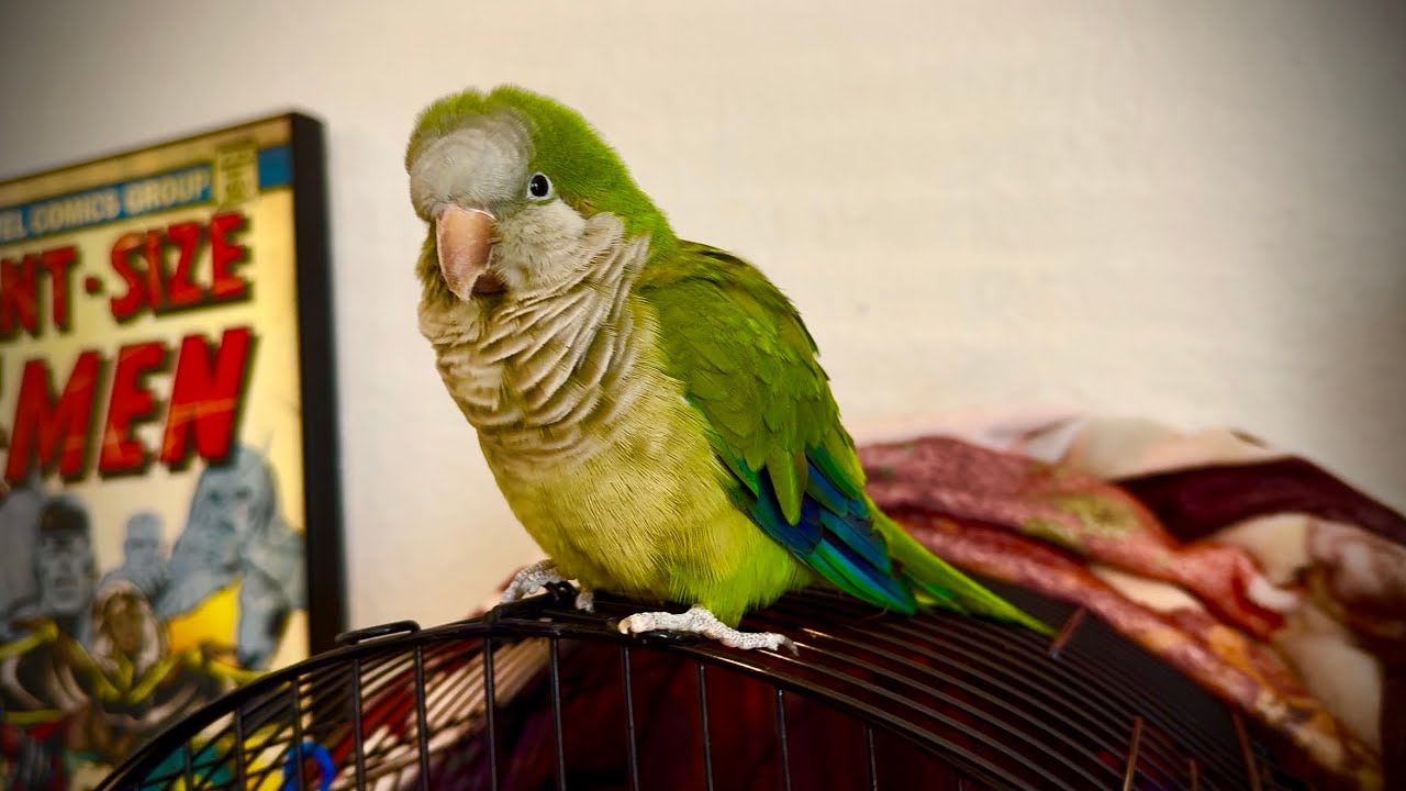 Rescue Bird Backstory, Physical Media, and College Kids Coming Back Home