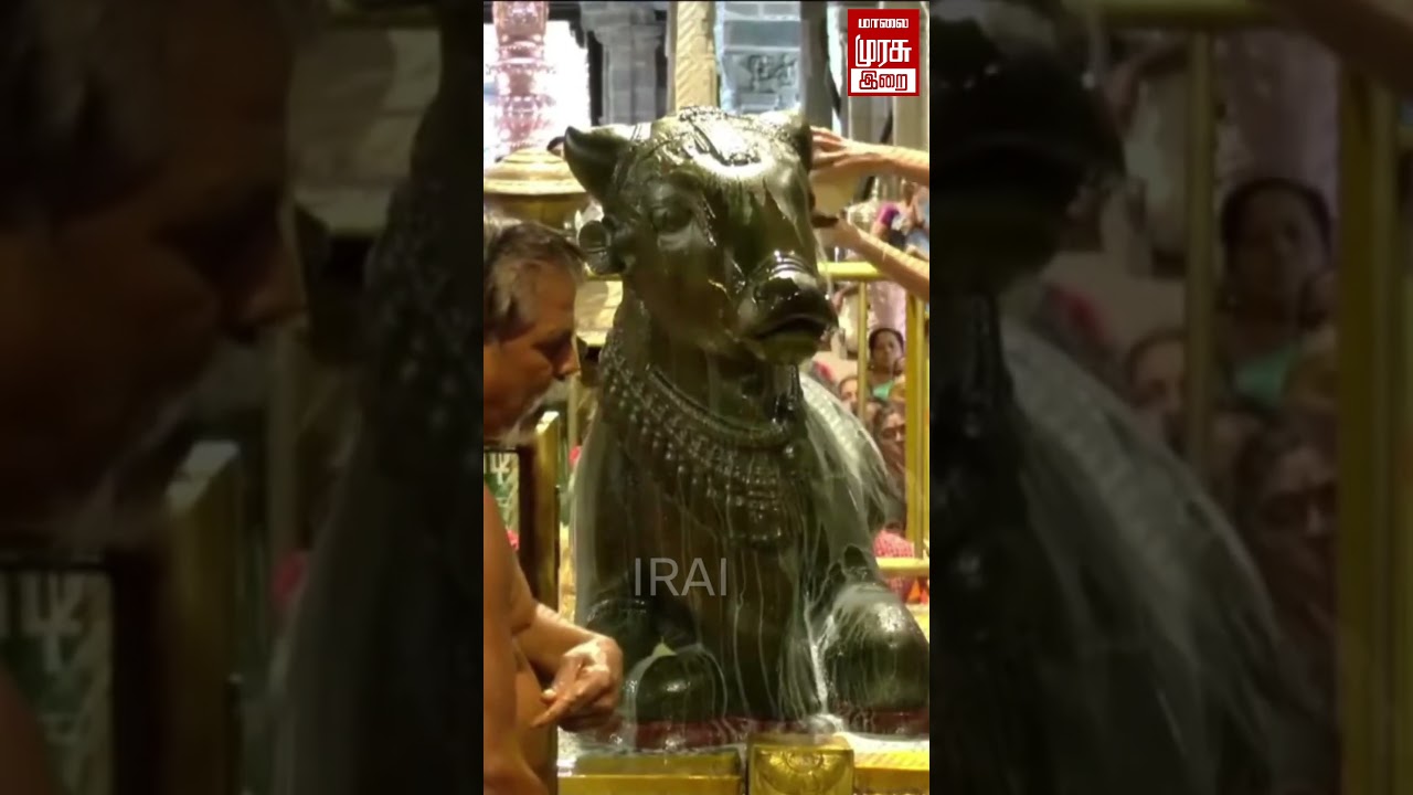 கும்பகோணம் ஆதிகும்பேசுவரசுவாமி திருக்கோயில் பங்குனி மாத பிரதோஷம் | Pradosham | #shorts
