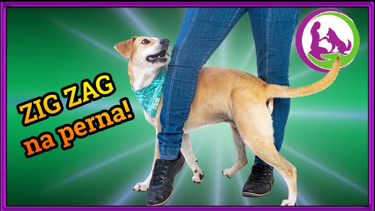 Como ensinar a passar pela perna - cachorro - ZIG ZAG e OITO
