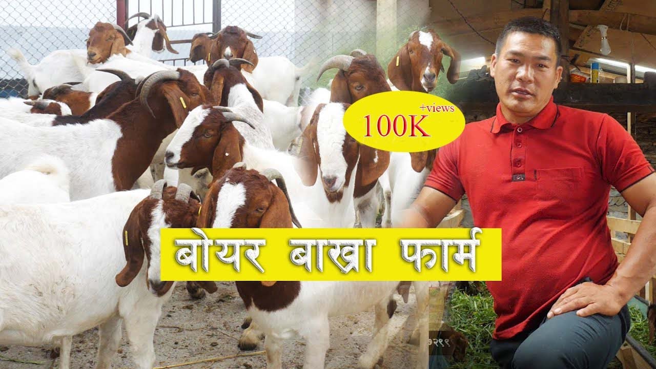 म्याग्दी भकिम्लीका धन बहादुर श्रीसकाे बाेयर बाख्रा फार्म । Boer Goat Farming In Myagdi Nepal.