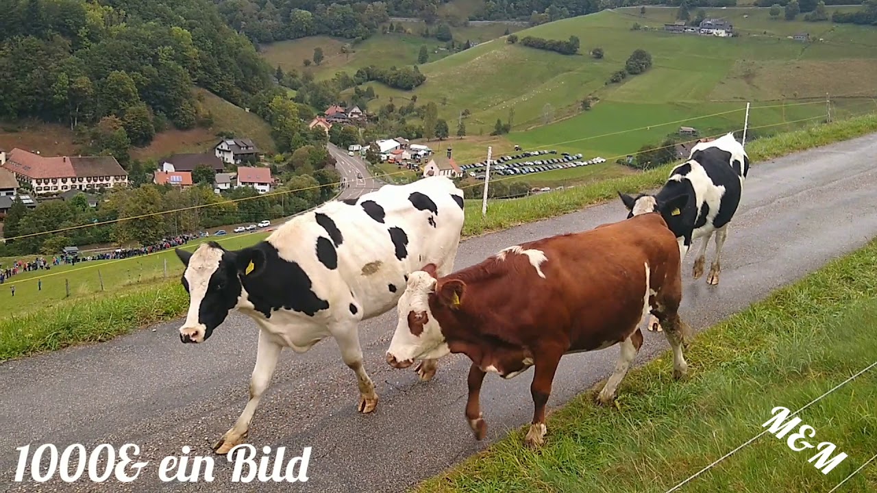 Münstertal..Viehabrtieb