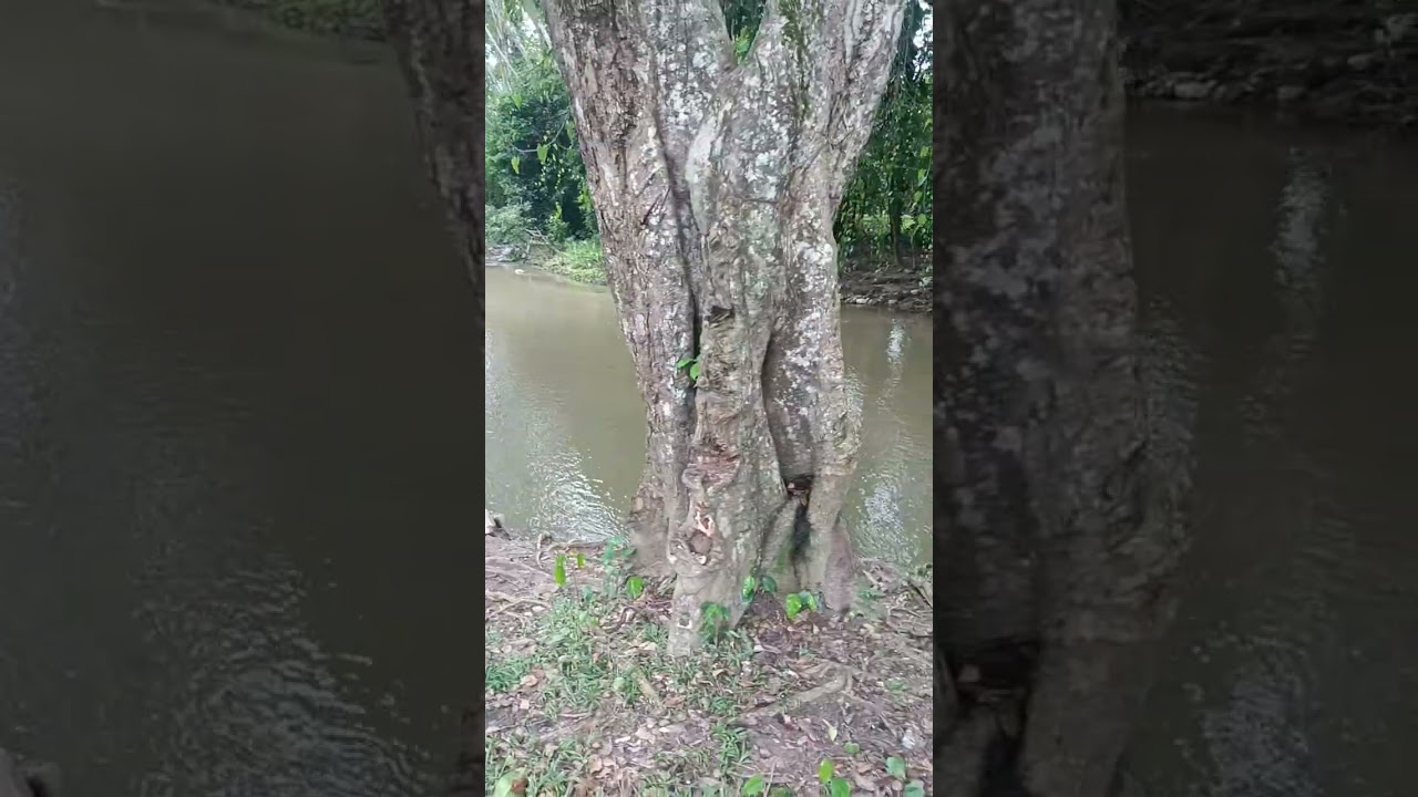 Mire que rico para un champúson desde campoverde la danta comenté si usted es conocedor de aqui