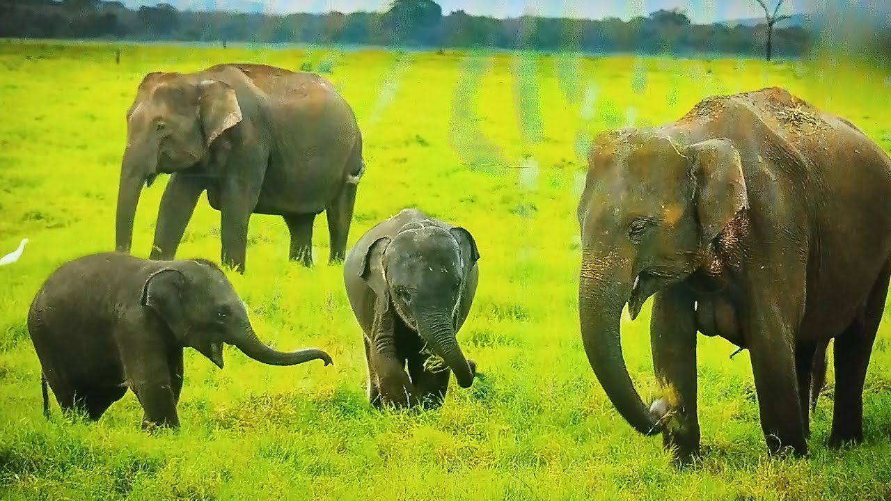 Conservation Of Forests And Wildlife