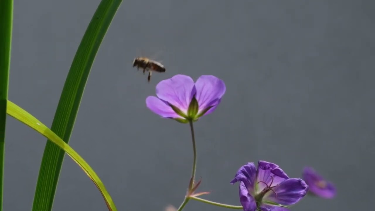 Essai vidéo macro en slow motion - les insectes du jardin partie 1