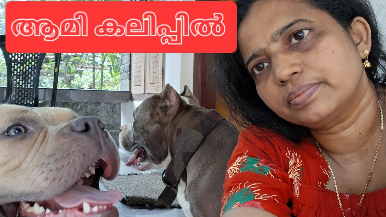 ആമിയുടെ ദേഷ്യം #dogowner  american bully pet lover mom love 