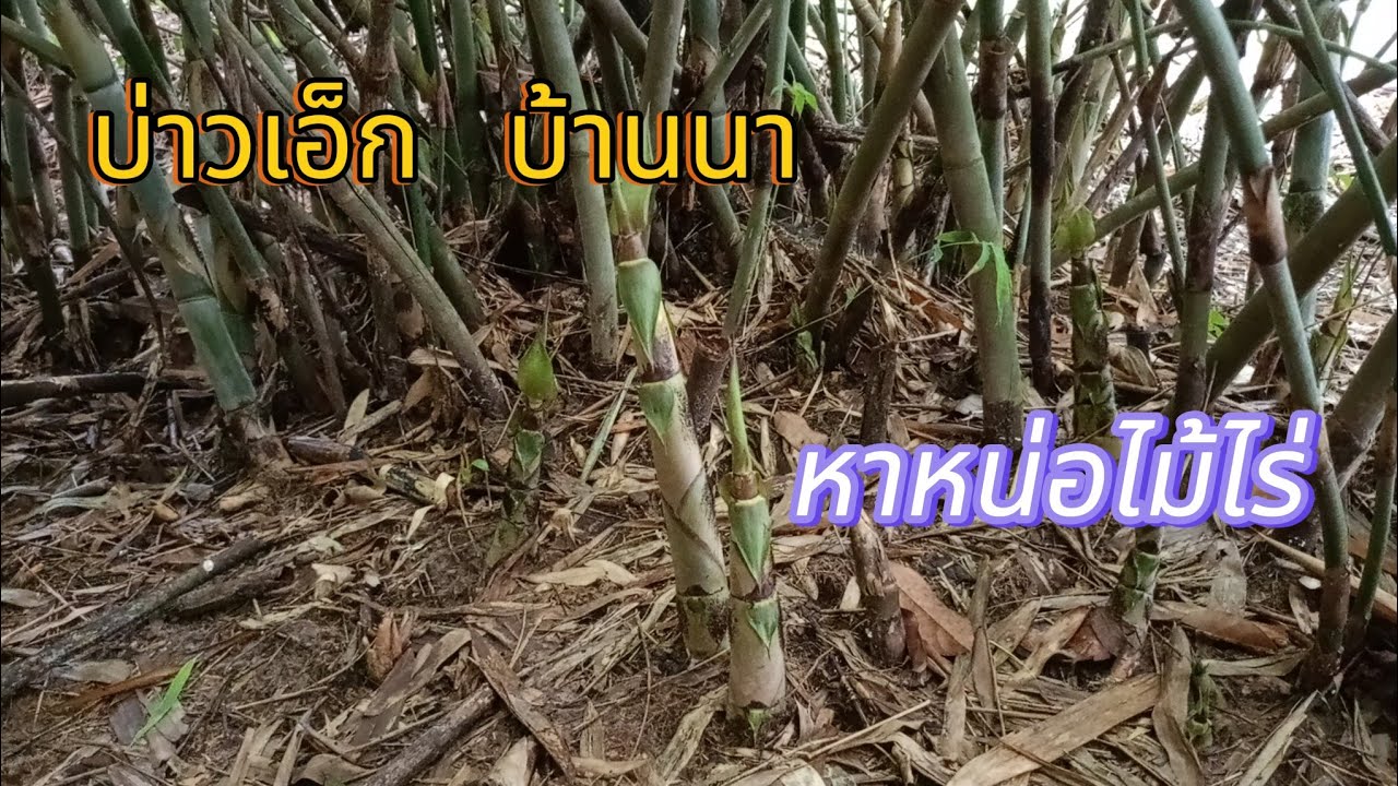 EP 2 เข้าป่าหาหน่อไม้ไร่ครับผมออกเยอะมาก