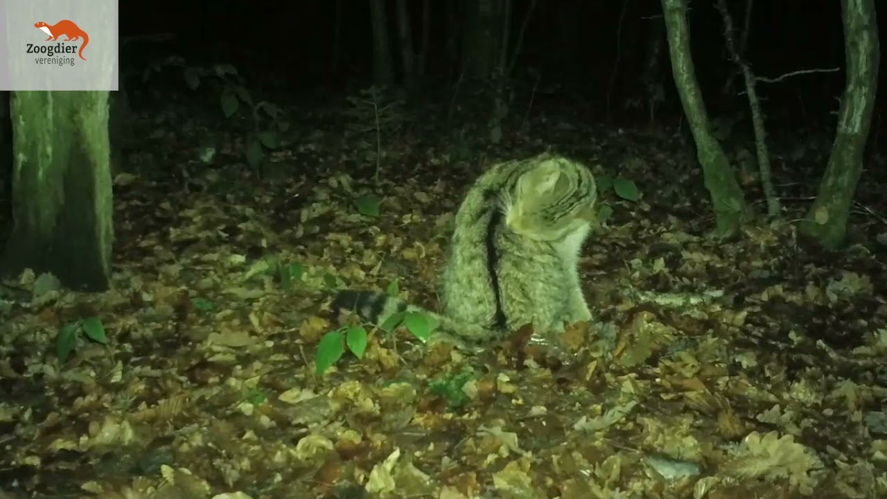 Rode Lijst: Wilde kat