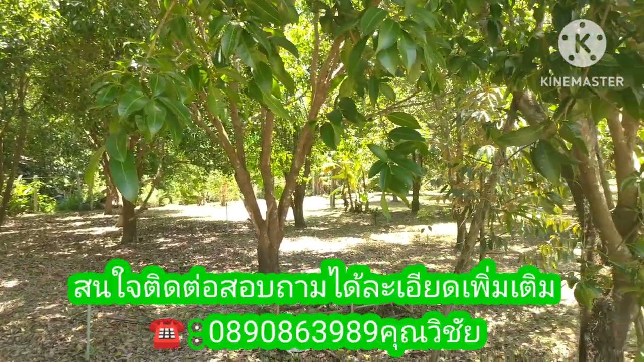 K627ขายที่ดินพร้อมสวนผลไม้เนื้อที่ 3 ไร่ 1 งาน 45 ตารางวา ขายเหมาในราคา 2 ล้าน 1 แสนบาท