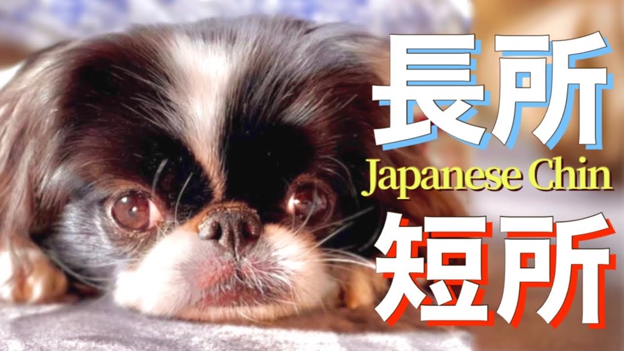 狆の長所、短所教えます！　【日本犬のチン】