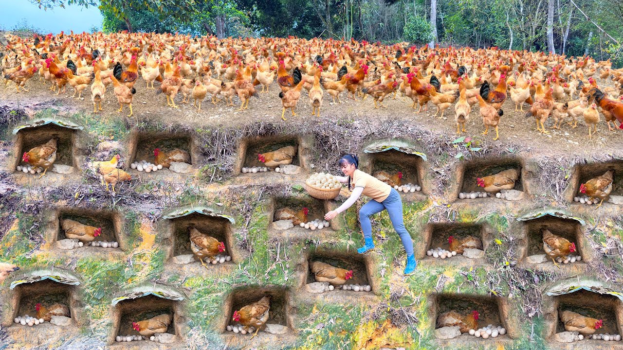 Harvesting A Lot Of Chicken Eggs In Nest - Use 3-Wheeled Truck Transport Many Egg Go To Market Sell