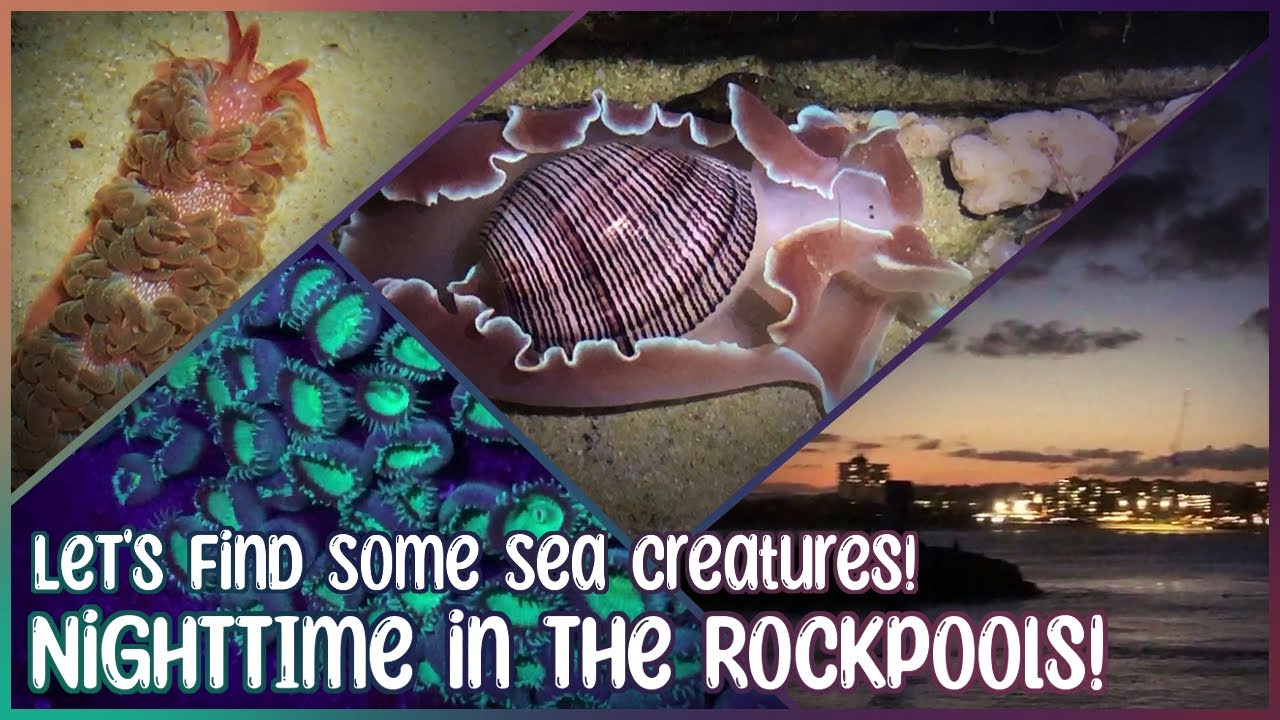 Nighttime in the Rockpools | Finding Sea Creatures, Live Shells, and Much More!