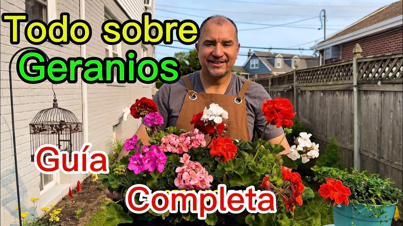 Florece con Geranios: Cuidados para Plantas Saludables