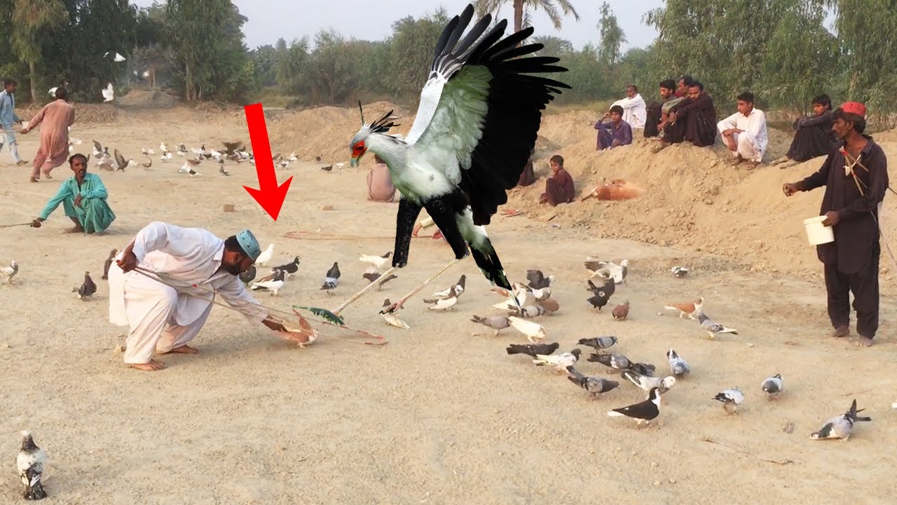 Rangdar Kabootar Kaisy Pakda | Pigeons trap