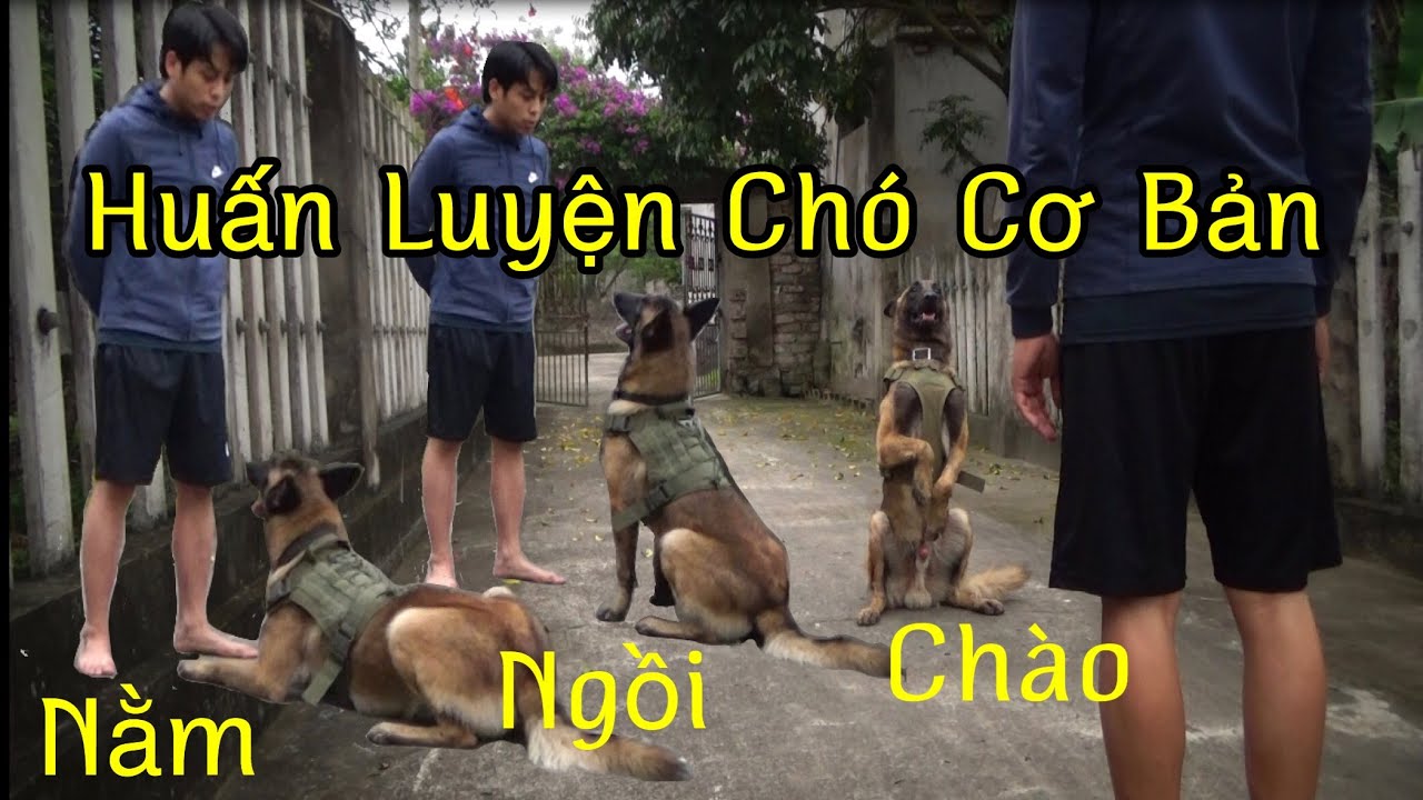 Cách Dạy Chó Những Lệnh Cơ Bản- Nằm- Ngồi- Chào