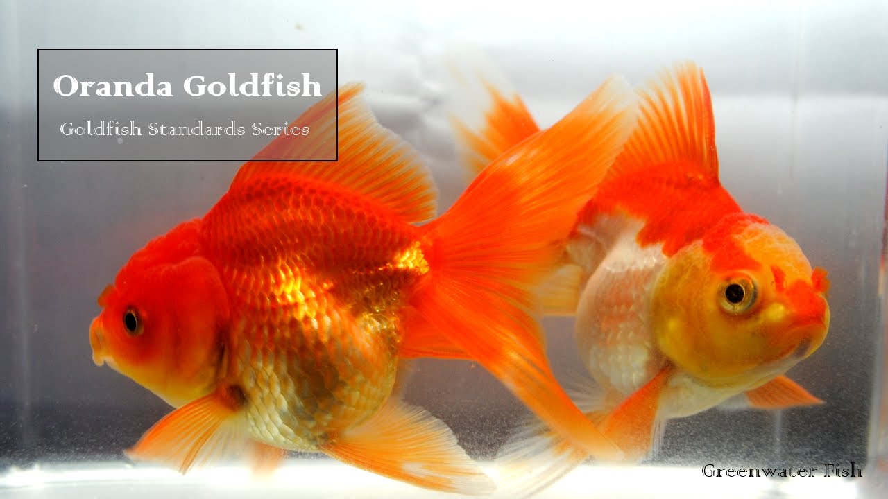 Goldfish Standards Series: Oranda Goldfish