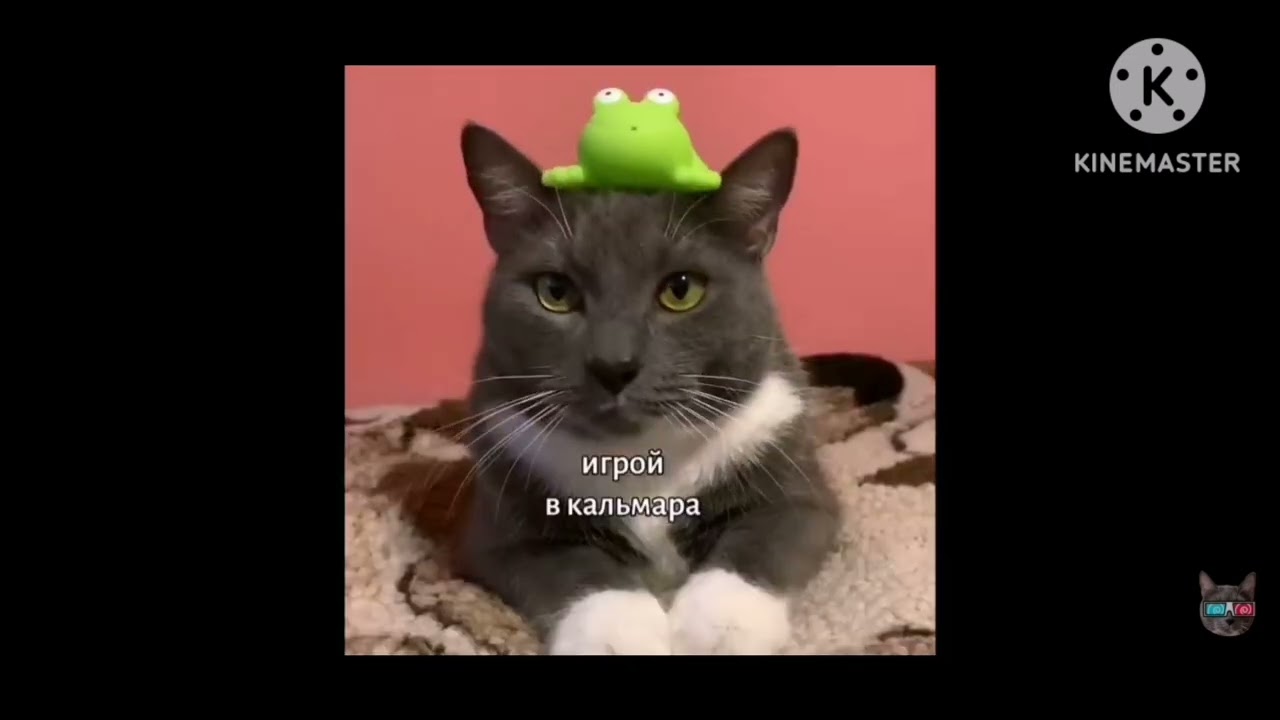 Котинет. Короткометражки | 4 серия 1 сезон