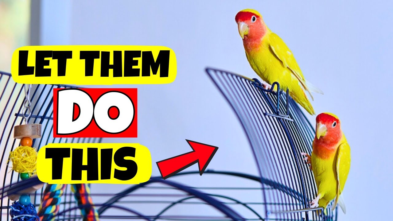 STOP Preventing These Things, They Actually Makes Your Bird Happy!