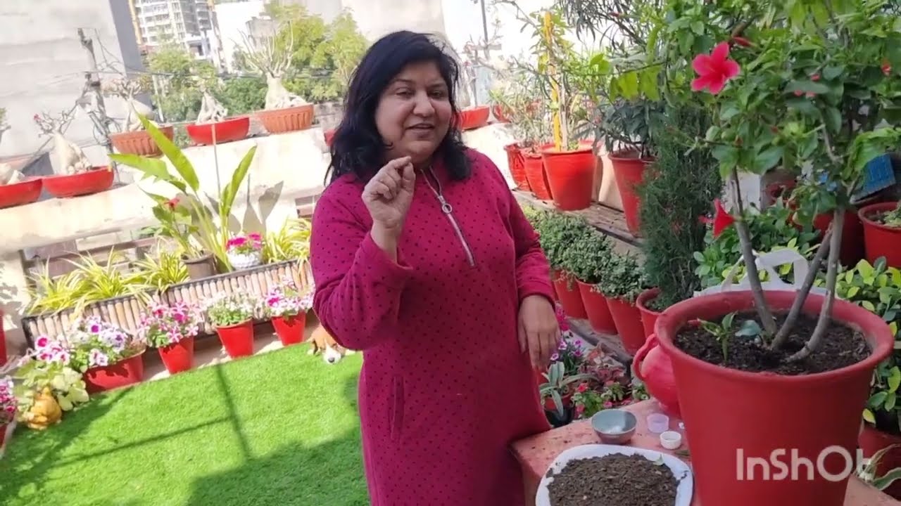 फरवरी में ऐसे करें गुड़हल को फूलों के लिए तैयार || How to Prepare Hibiscus for Flowering in February