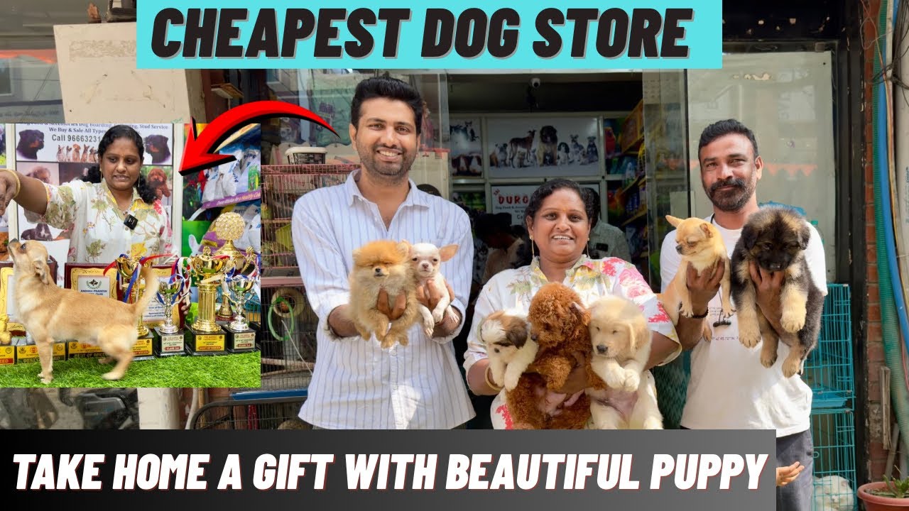 CHEAPEST DOGS STORE ✅ CHIHUAHUA WINNER | FREE GIFT