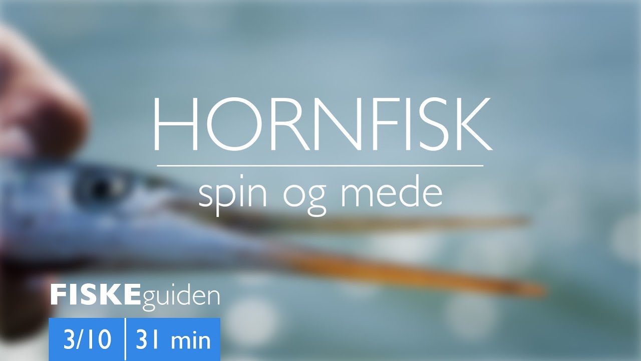 FISKEguiden 3/10: Hornfisk