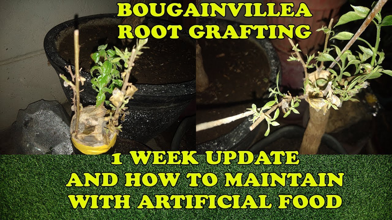BOUGAINVILLEA ROOT GRAFTING 1 WEEK UPDATE