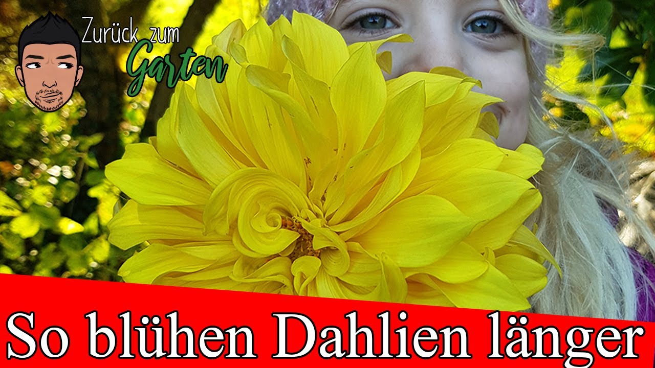 Wie Dahlien vorziehen für längere Blütezeit