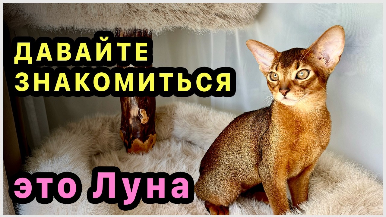 Абиссинская кошка Луна- наш новый член семьи. Знакомство с домом. Такая кошка у нас впервые