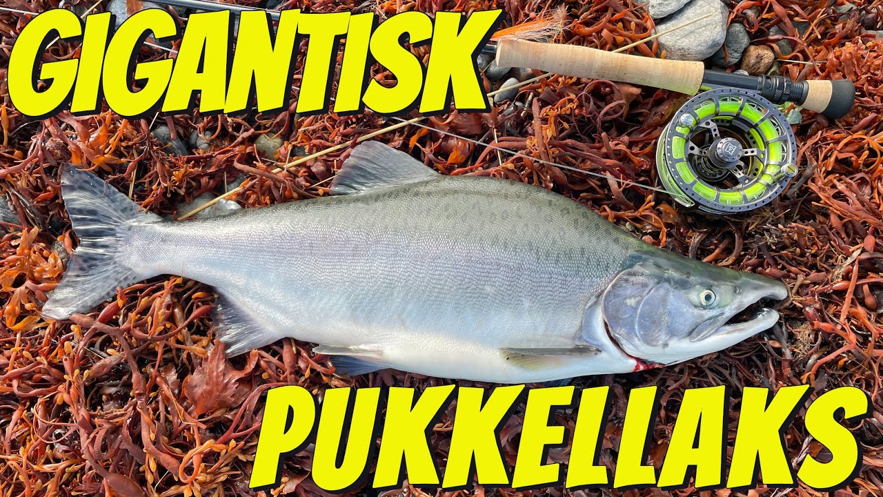 Gigantisk Pukkellaks på #6 fluestang - Finnmark 2023