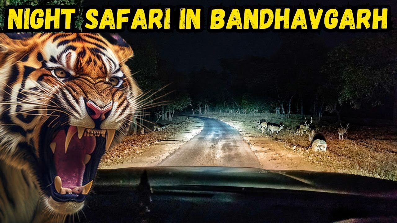Bandhavgarh Night Safari in core Zones | Tiger Territory mein kuch ajeeb mila #tiger #scary