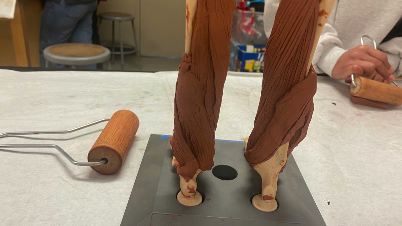 Lower Leg Muscles: Clay