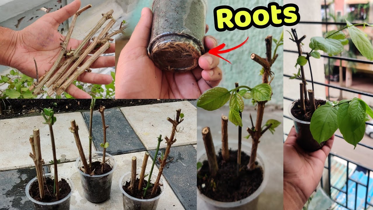 How to grow Madhumalti / Rangoon Creeper / झुमका बेल from Cutting | Madhumalti Grow from Cutting