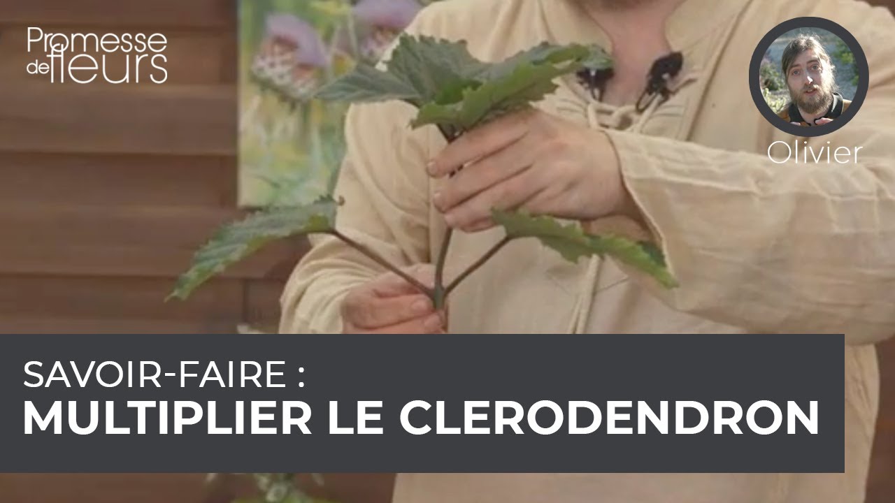 Savoir-faire : la multiplication du clerodendron