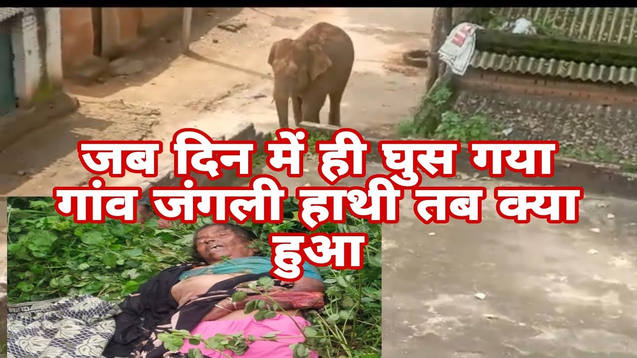 दिन में ही घुसा जंगली  हाथी गांव के अंदर! कुआं से उठकर गांव में घुस गया जंगली हाथी! jungali hathi