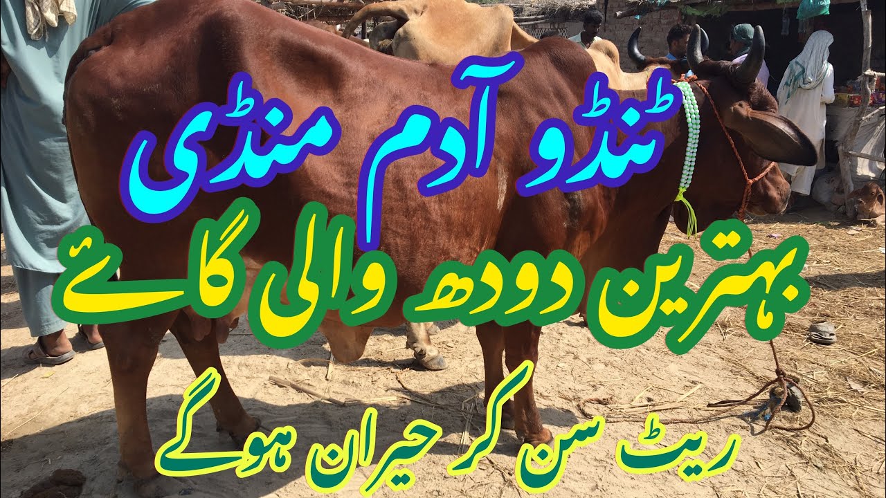 Sindhi milking cow || Red Sindhi cow || Tando adam cow mandi update 30-12-23