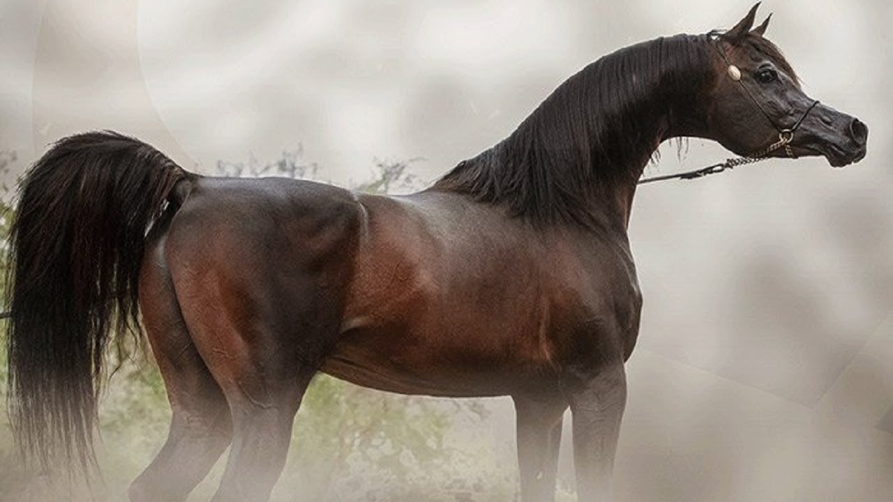 الحصان العربي الأصيل الفحل سلطان الزبارة بن الأسطورة غزال الشقب من أجمل خيول العالم Sultan Al Zobara