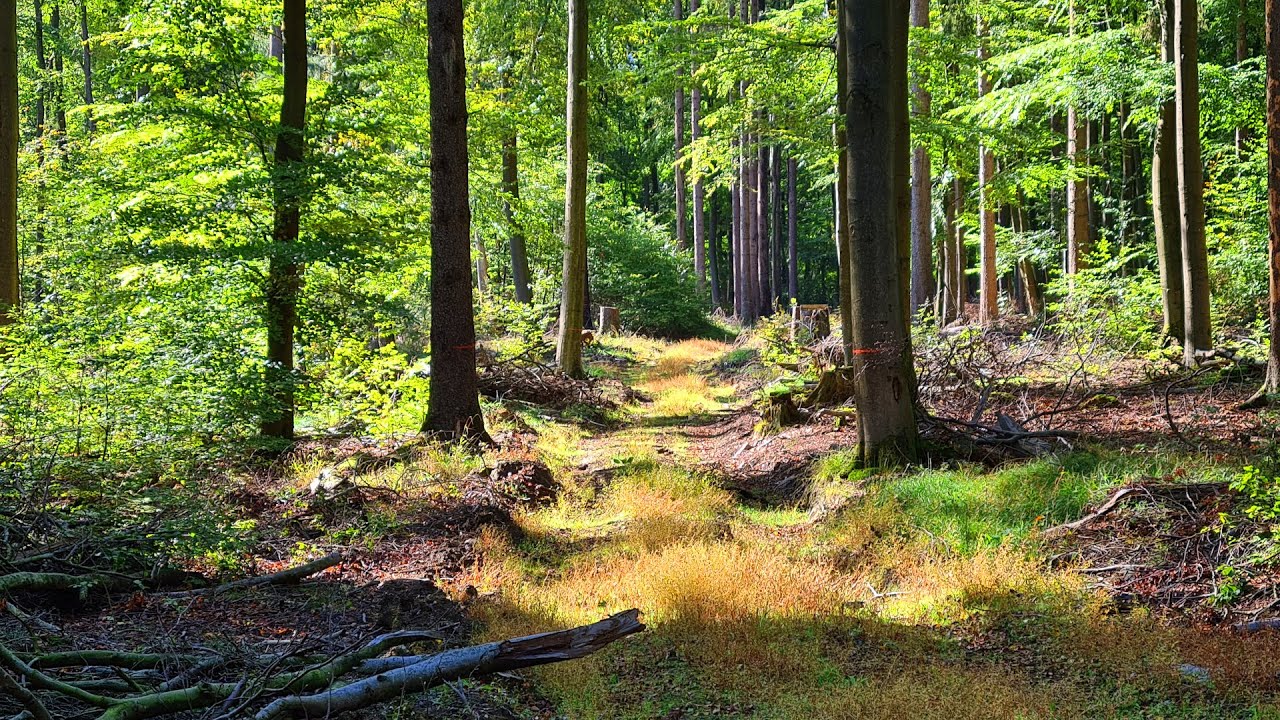 🌲 Hiking the Taunus Forest | Trails Near Wiesbaden, Germany